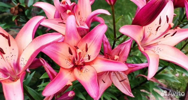 Лилии луковицы