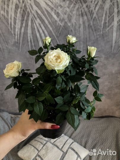 Роза домашняя в горшке,саженцы,комнатные цветы