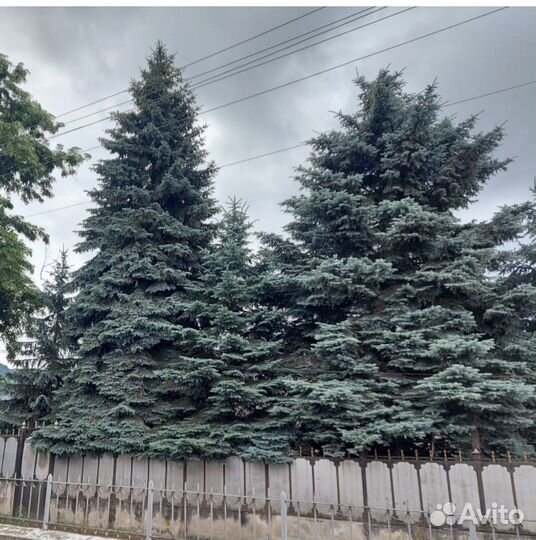 Ель голубая крупномер