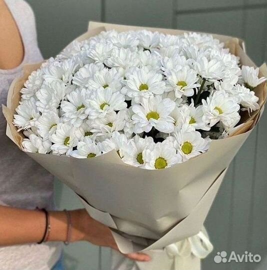 Хризантема Цветы Доставка