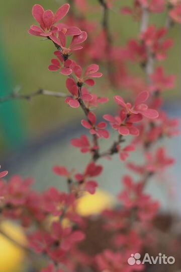 Саженцы барбариса