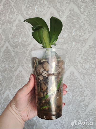 Орхидея фаленопсис