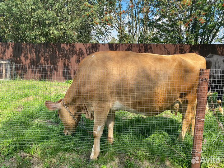 Продаются коровы