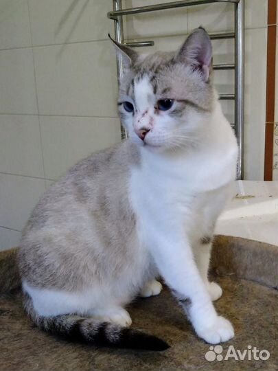 Котик в добрые руки