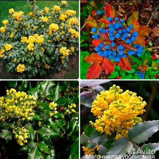 Деревья крупномеры