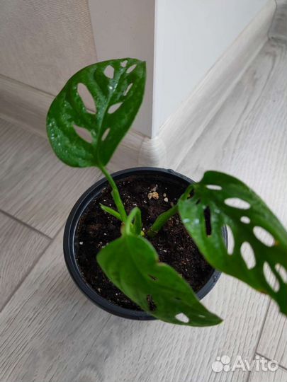 Монстера манки