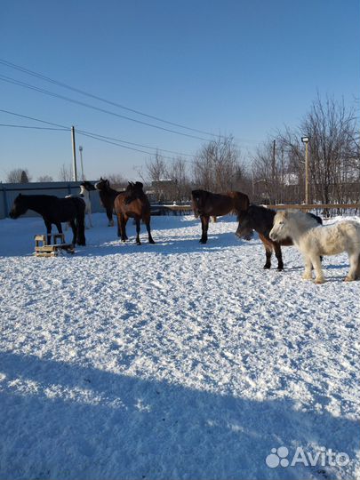 Работа конюхом