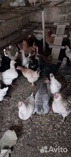 Куры домашние