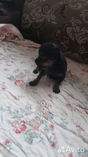 Супер мини йорк