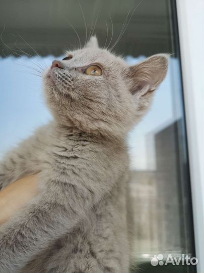 Котёнок, 3 мес