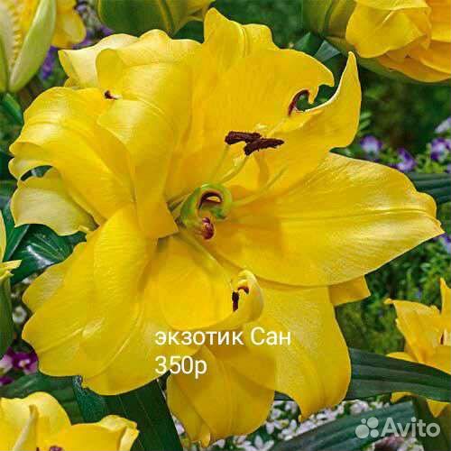 Лилии луковицы