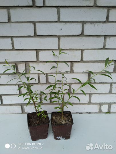 Саженцы декоративных кустарников