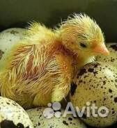 Перепела суточные