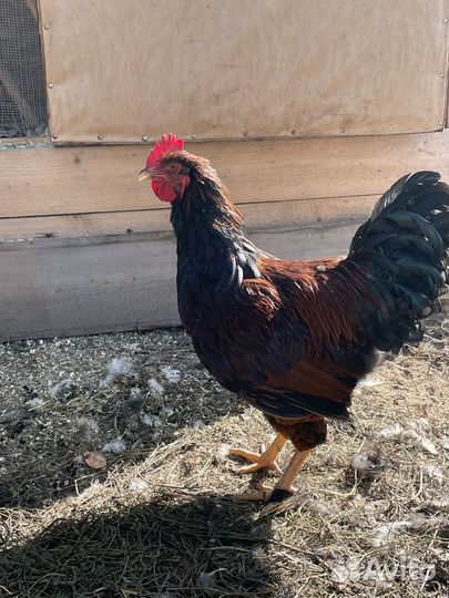 Молодые петухи