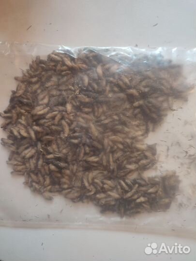 Сверчки кормовые