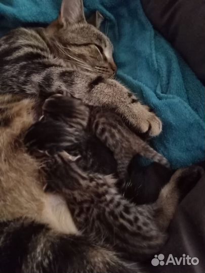 Бенгальские котята