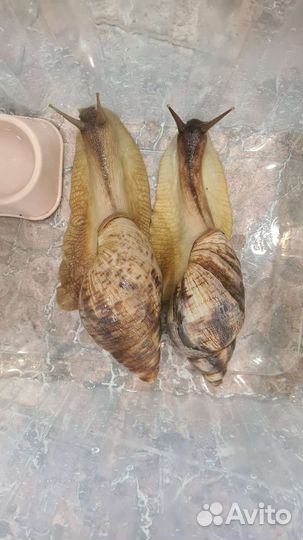 Улитка ахатина