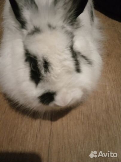 Декоративный кролик