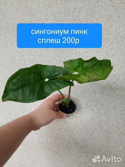 Сингониум