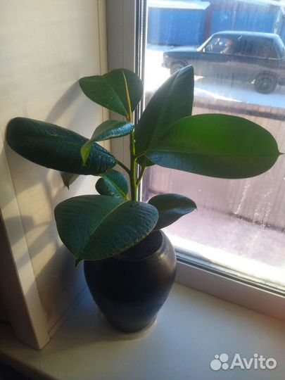 Фикус каучуконосный