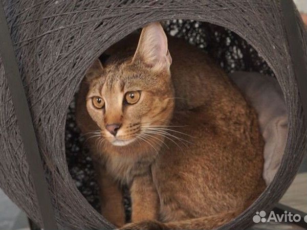 Кокон для кошки