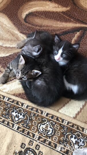 Котята в добрые руки приучены к лотку