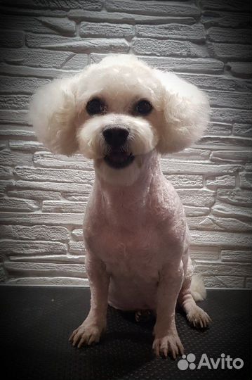 Стрижка собак