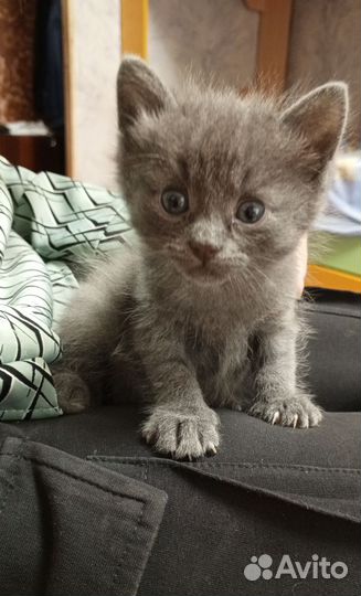Котенок 1 месяц мальчик