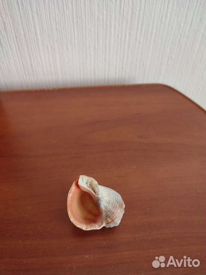 Сувениры Ракушки морские