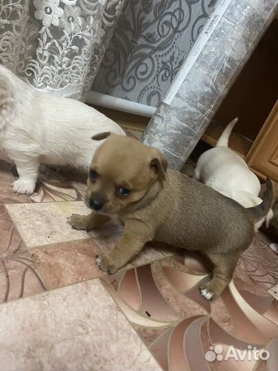 Щенки чихуахуа