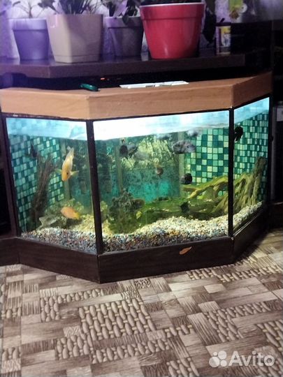 Аквариум
