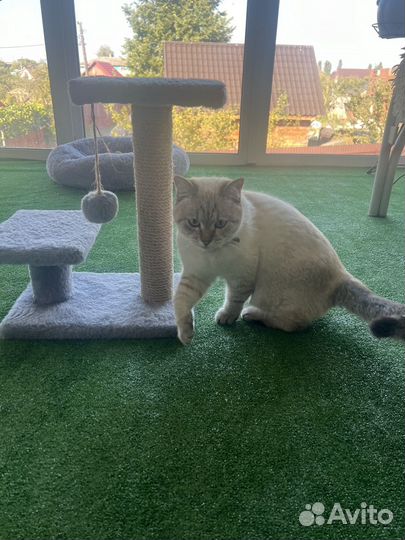 Передержка домашних животных