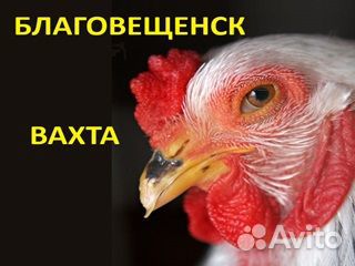 Вахта Производство Разнорабочий Птица Благовещенск