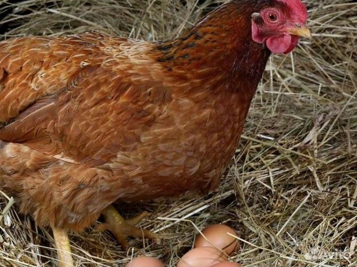 Куры несушки породы Леггорн