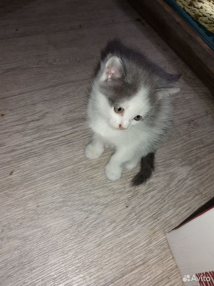Котёнок в добрые руки, Липецк