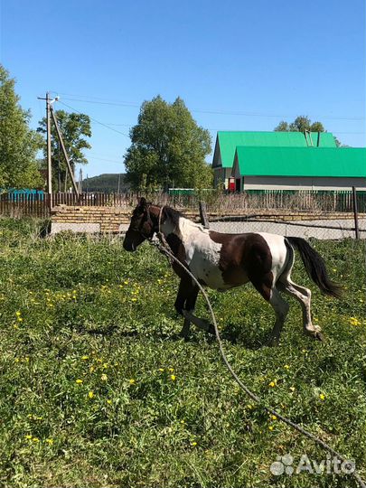 Лошадь Бык бычок телка