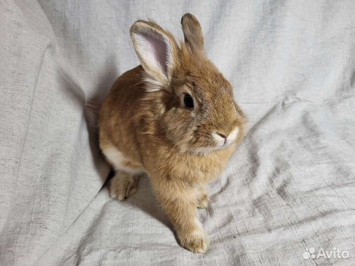 Декоративный кролик