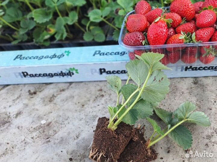 Рассада клубники. Фриго