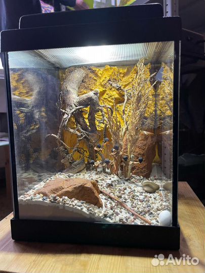 Хабитат со скорпионом и аксессуары для террариума