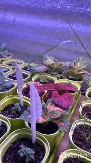 Набор стаканов для рассады с выдвижным дном