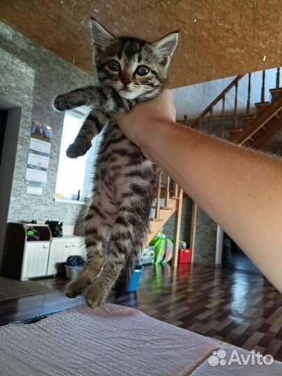 Котёнок мурлыка