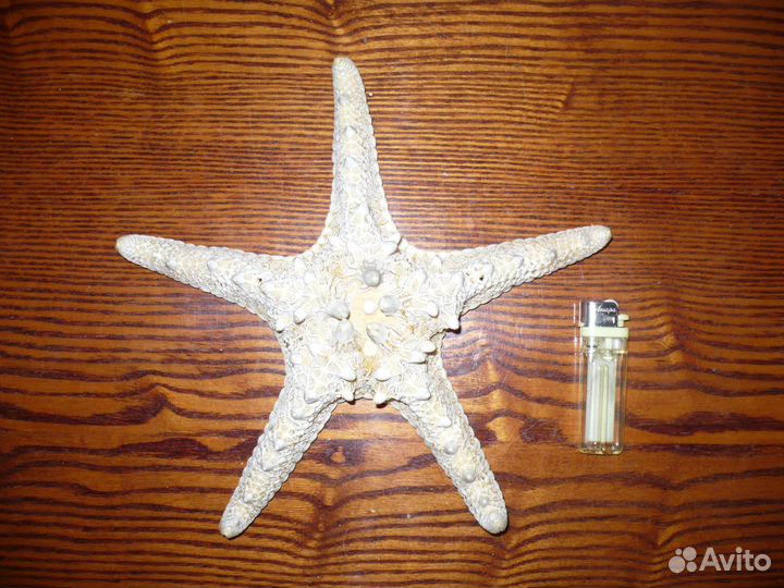 Морская звезда Сувенир