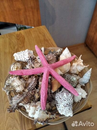 Морские ракушки раковины