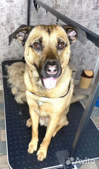 Груминг.Стрижка собак и кошек