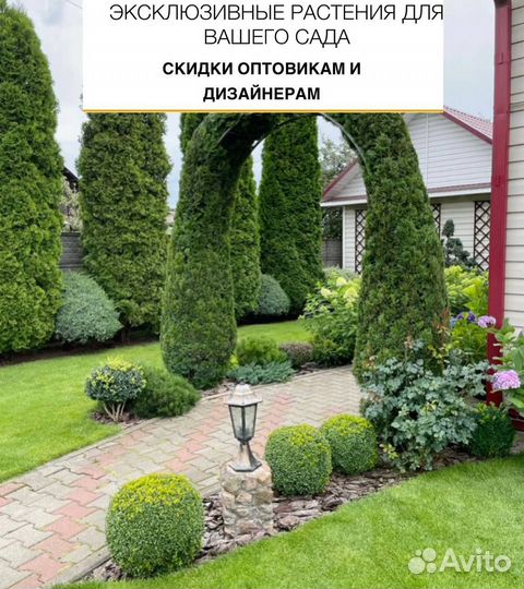 Элитные растения для вашего сада