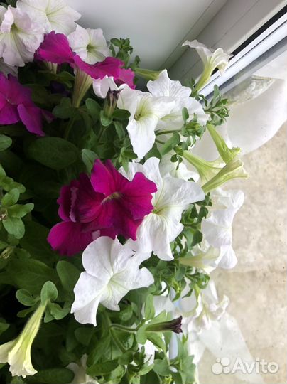 Рассада петунии