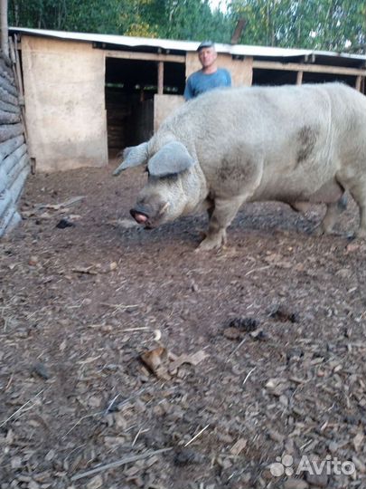 Продам хряка венгерский (пуховый) мангалец