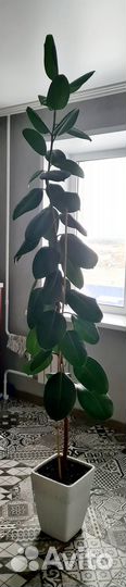 Фикус