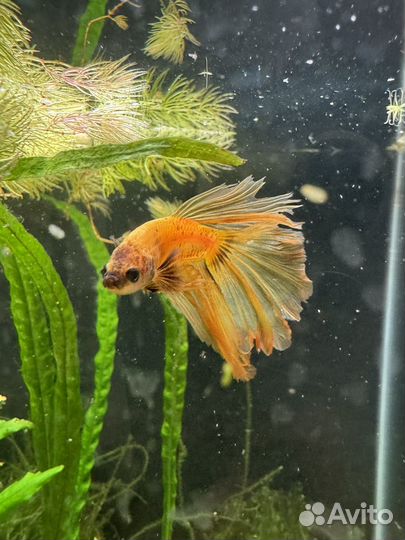 Аквариум 36 литров