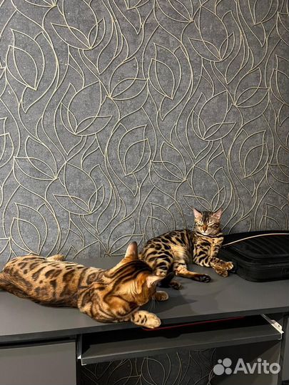 Бенгальские котята